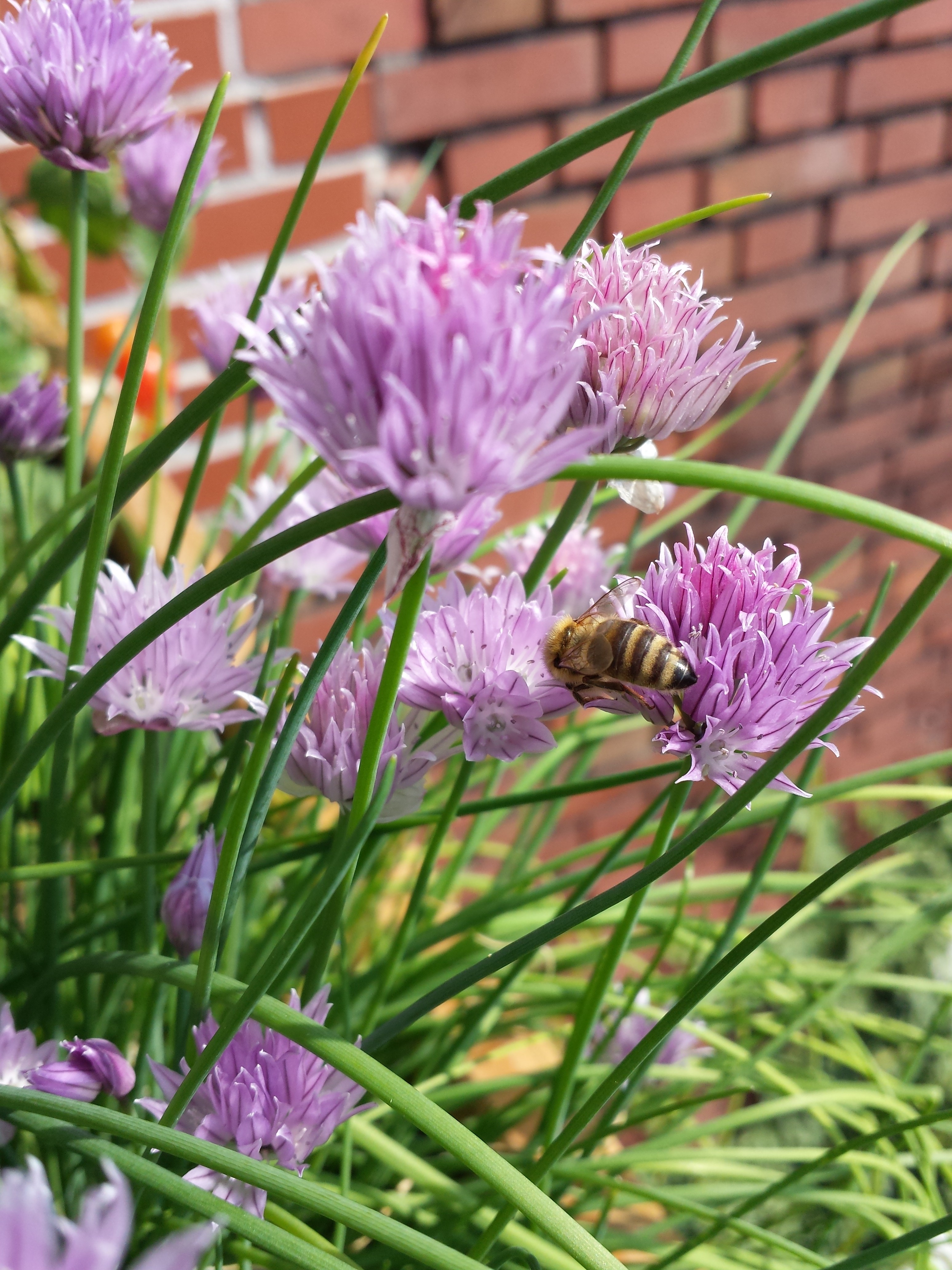 Bienen im Schnittlauch